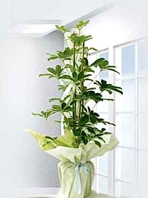 Şeflera ( Schefflera)